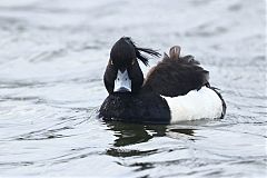 Tufted Duck