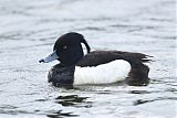 Tufted Duck