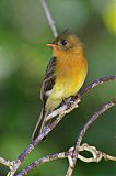 Tufted Flycatcher