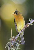 Tufted Flycatcher