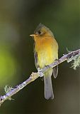 Tufted Flycatcher