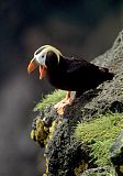 Tufted Puffin