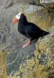 Tufted Puffin