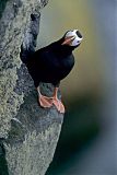 Tufted Puffin