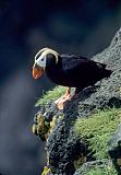 Tufted Puffin