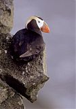 Tufted Puffin