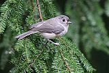 Tufted Titmouseborder=