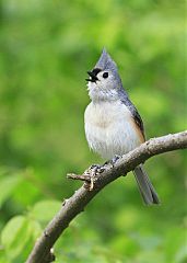 Tufted Titmouse