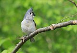 Tufted Titmouseborder=