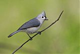 Tufted Titmouseborder=