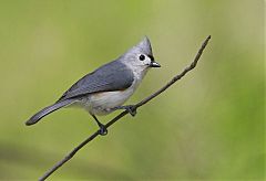 Tufted Titmouse