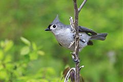 Tufted Titmouse