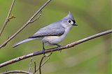 Tufted Titmouse