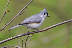 Tufted Titmouse