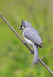 Tufted Titmouse