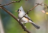 Tufted Titmouse