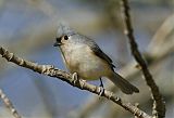 Tufted Titmouseborder=