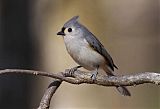 Tufted Titmouse