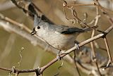 Tufted Titmouse