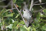 Tufted Titmouse