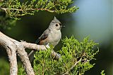 Tufted Titmouse