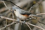 Tufted Titmouseborder=