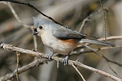 Tufted Titmouse