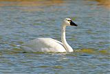 Tundra Swan