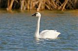 Tundra Swan