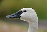 Tundra Swan