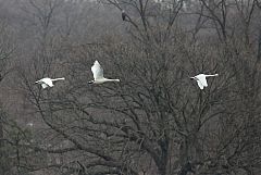 Tundra Swan