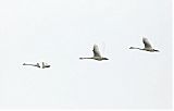 Tundra Swan