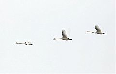 Tundra Swan