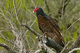 Turkey Vulture