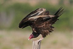 Turkey Vulture