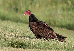 Turkey Vulture