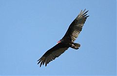 Turkey Vulture