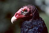 Turkey Vulture