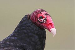 Turkey Vulture