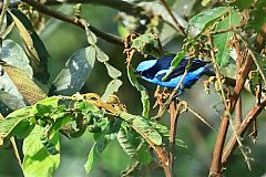 Turquoise Dacnis