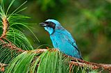 Turquoise Jay