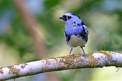 Turquoise Tanager