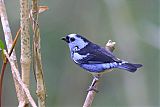 Turquoise Tanager