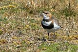 Two-banded Plover