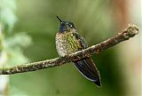 Tyrian Metaltail