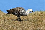 Upland Goose