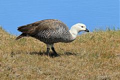 Upland Goose