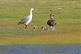 Upland Goose