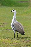 Upland Goose