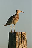 Upland Sandpiper